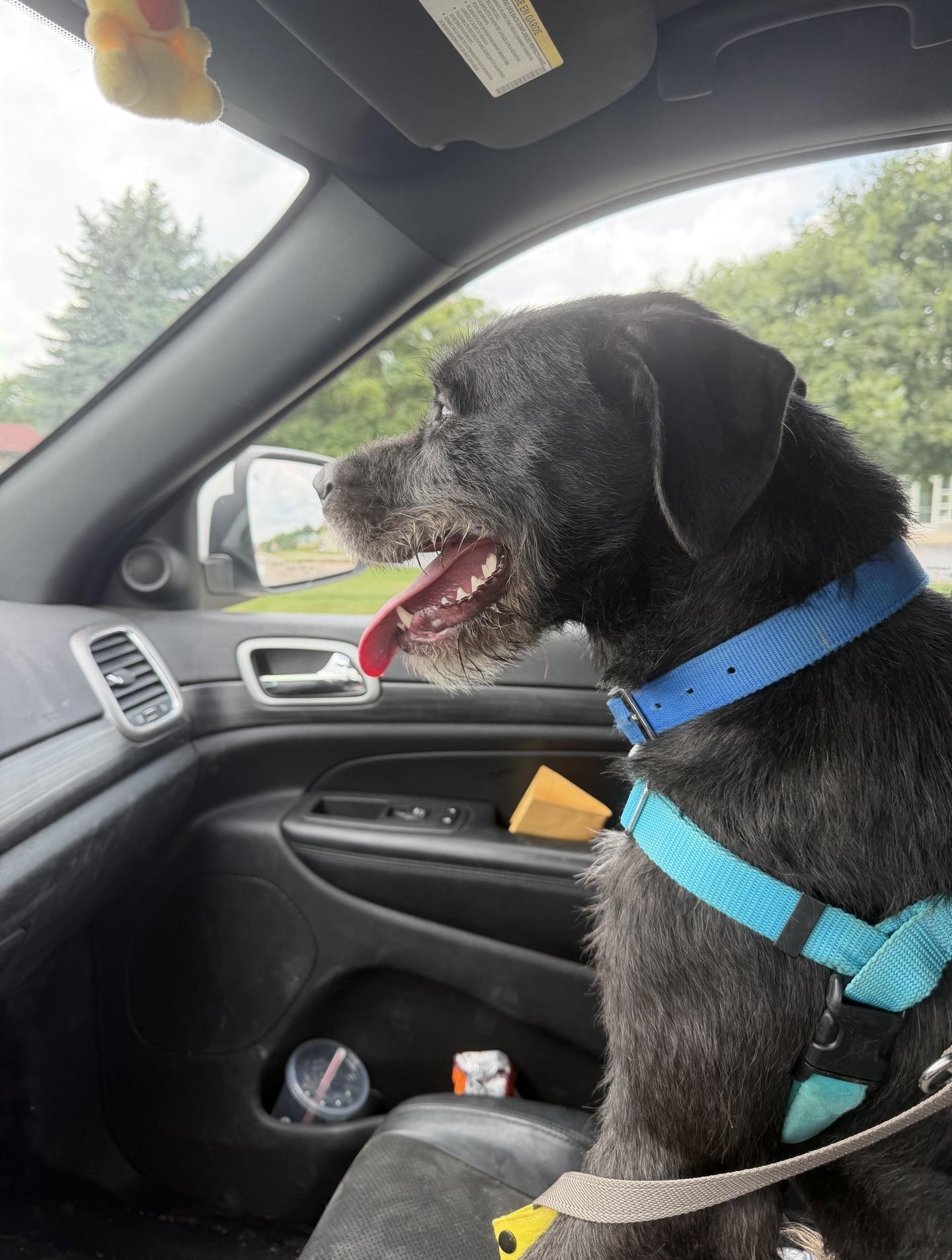 Ralf, a Adoptable mixed breed in Oxford, MI image 3/6