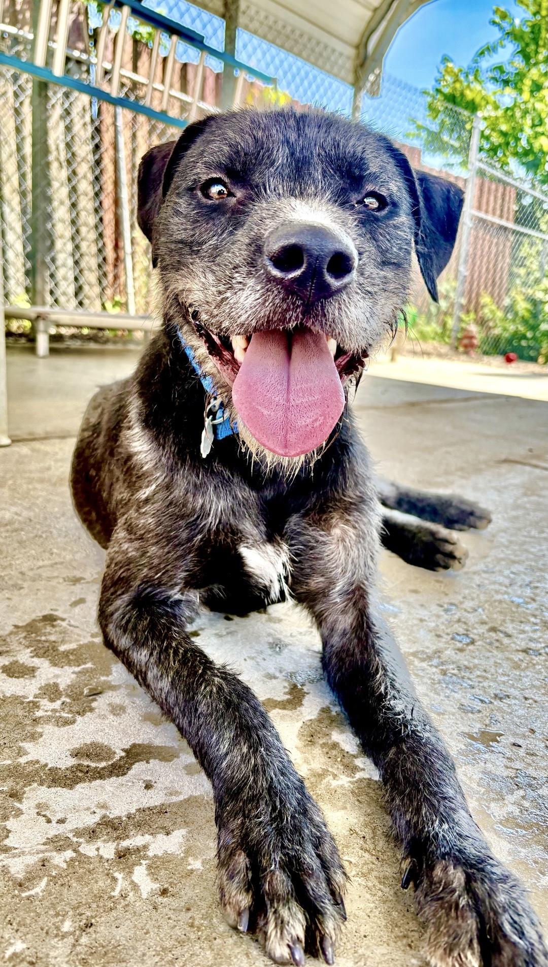 Ralf, a Adoptable mixed breed in Oxford, MI image 4/6