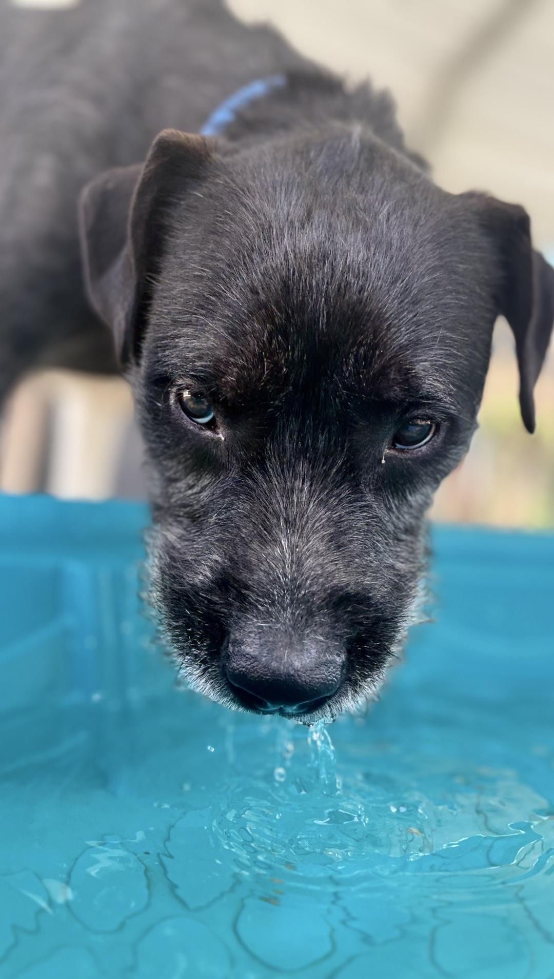Ralf, a Adoptable mixed breed in Oxford, MI image 2/6
