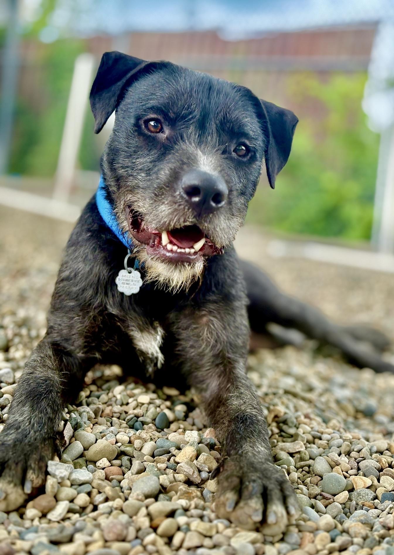 Ralf, Adoptable, Young Male Irish Wolfhound & Mixed Breed.