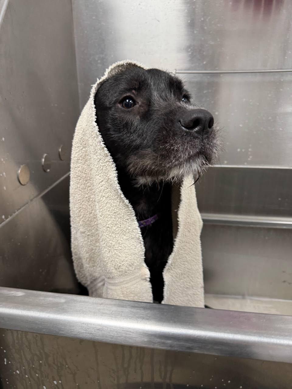 Ralf, a Adoptable mixed breed in Oxford, MI image 5/6