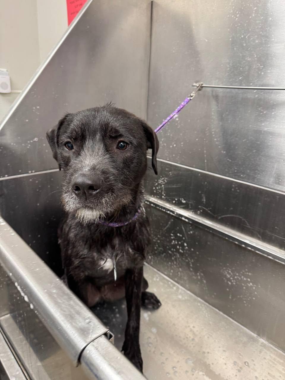 Ralf, a Adoptable mixed breed in Oxford, MI image 6/6