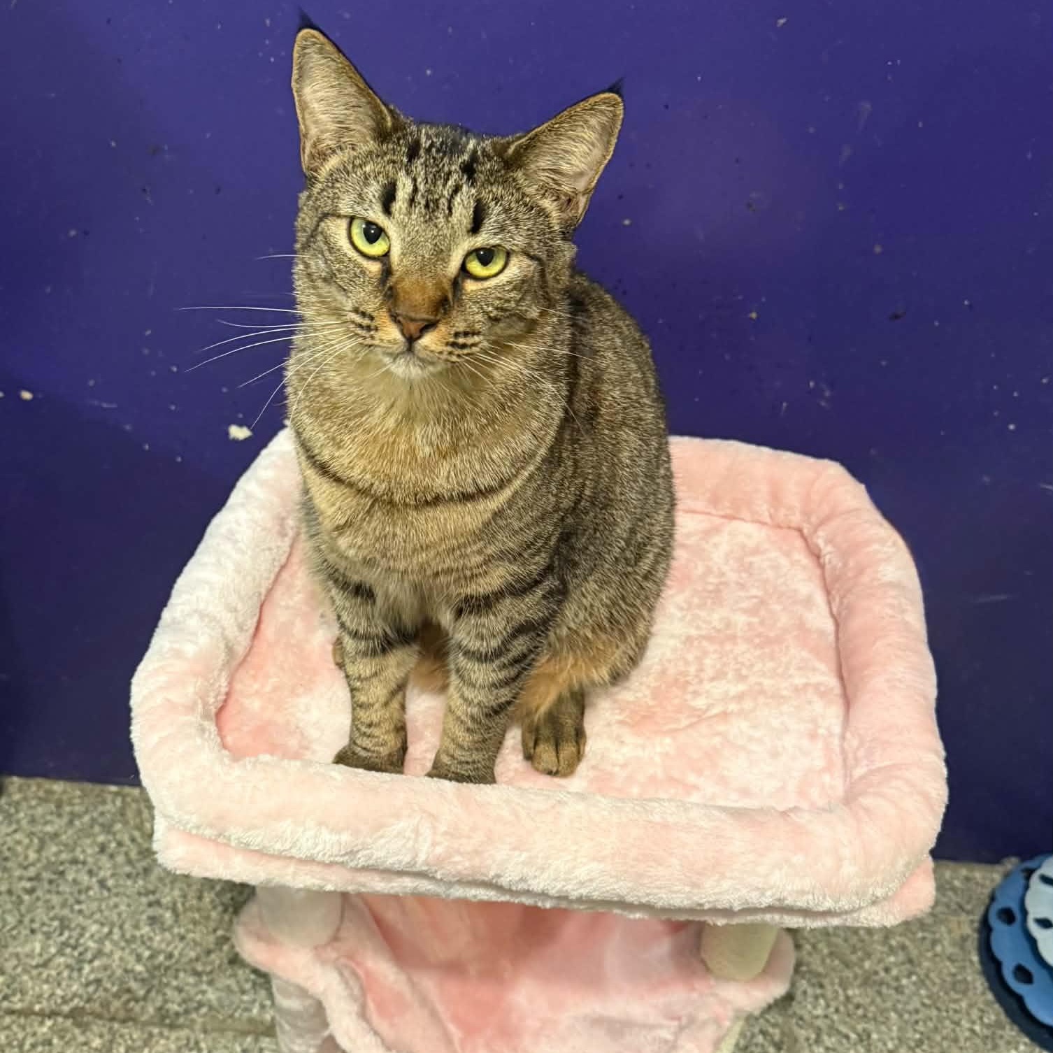 Enlarge Cubby, a Adoptable mixed breed in Antioch, CA image 6/6
