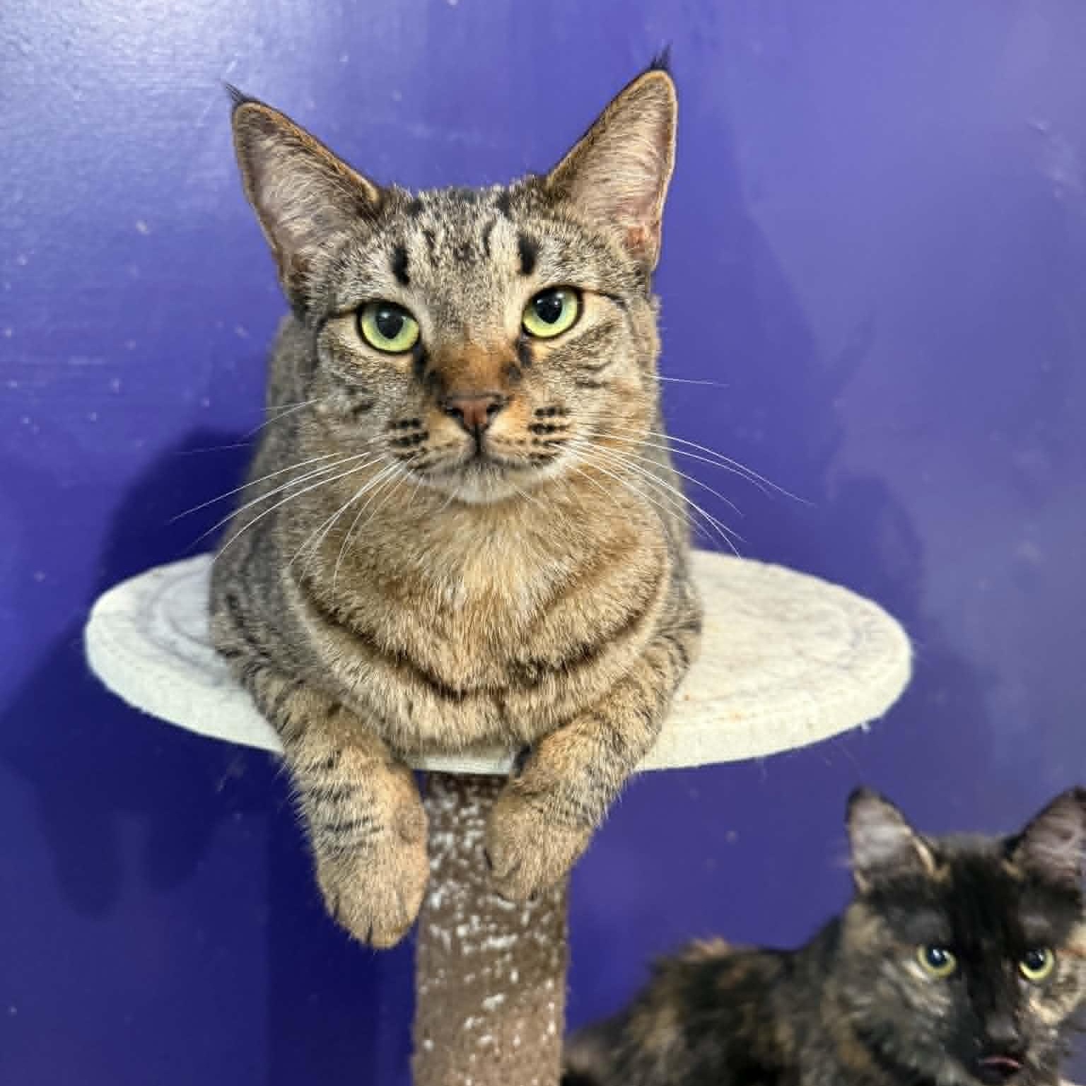 Enlarge Cubby, a Adoptable mixed breed in Antioch, CA image 1/6