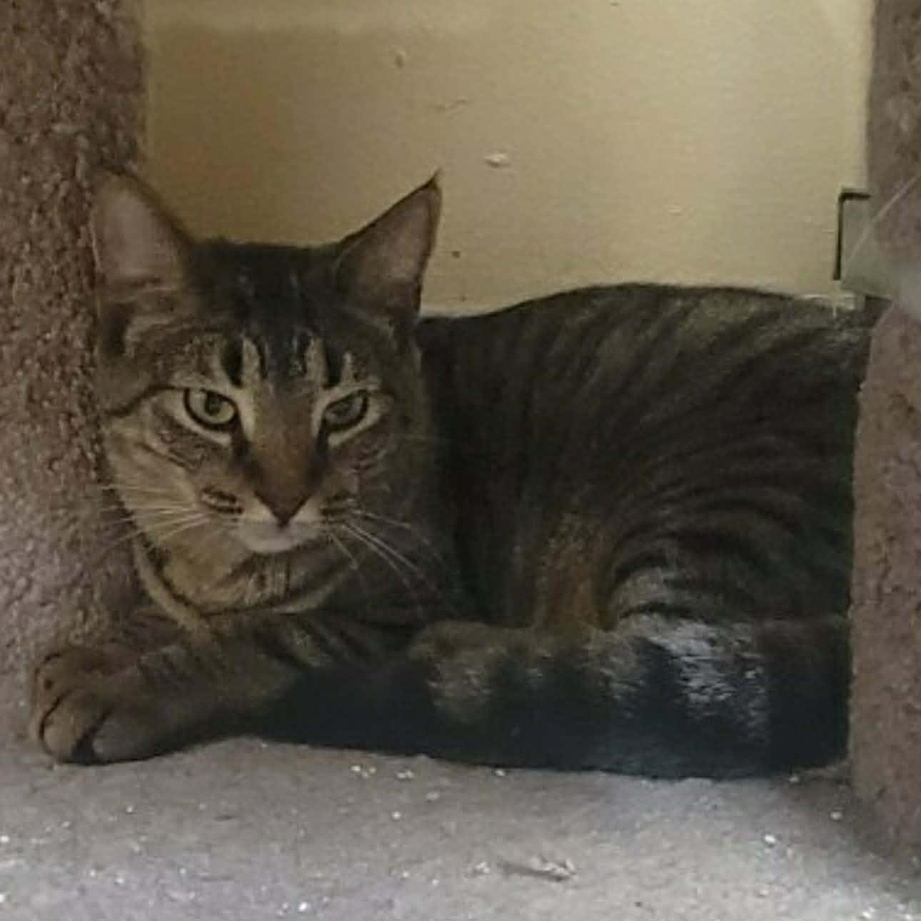 Cubby, a Adoptable mixed breed in Antioch, CA image 4/4