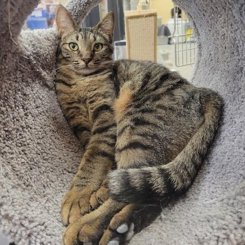 Cubby, Adoptable, Young Male Tabby & Domestic Short Hair.