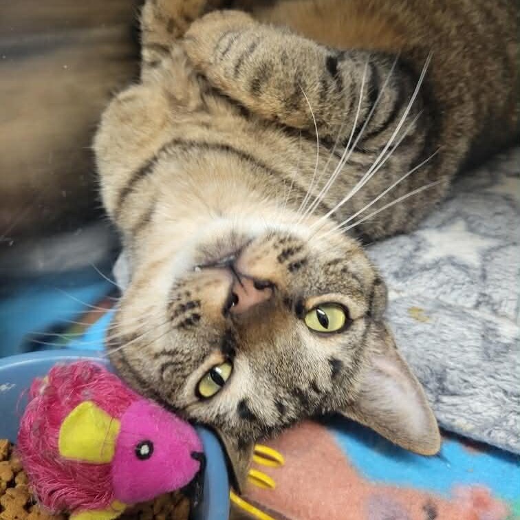 Cubby, Adoptable, Young Male Tabby & Domestic Short Hair.