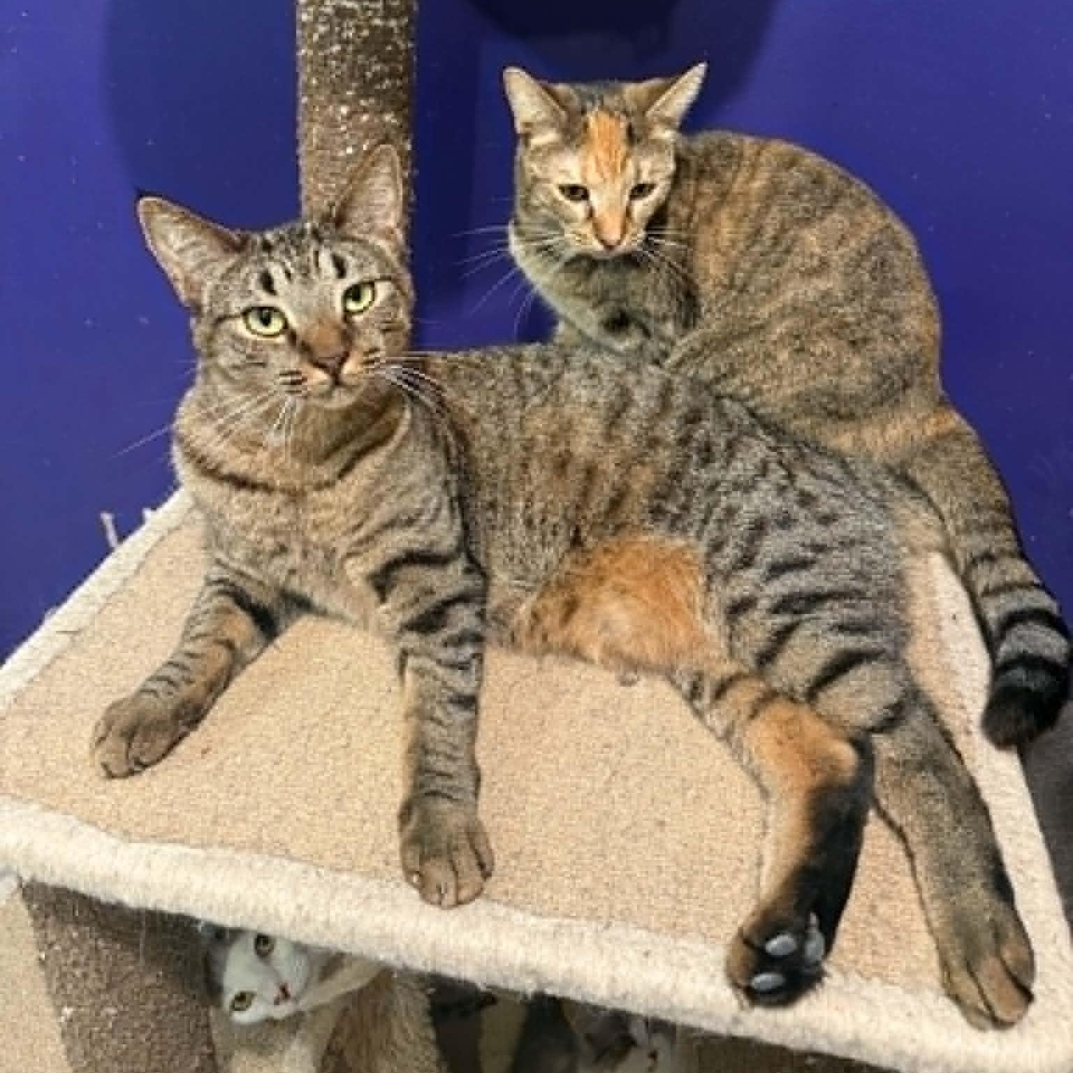 Enlarge Cubby, a Adoptable mixed breed in Antioch, CA image 5/6