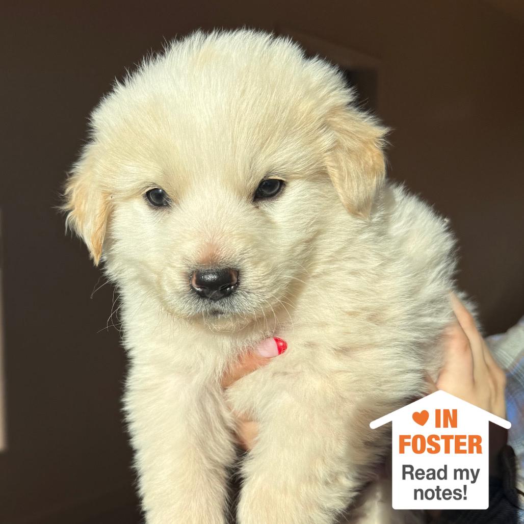 Momo — thumbnail 2