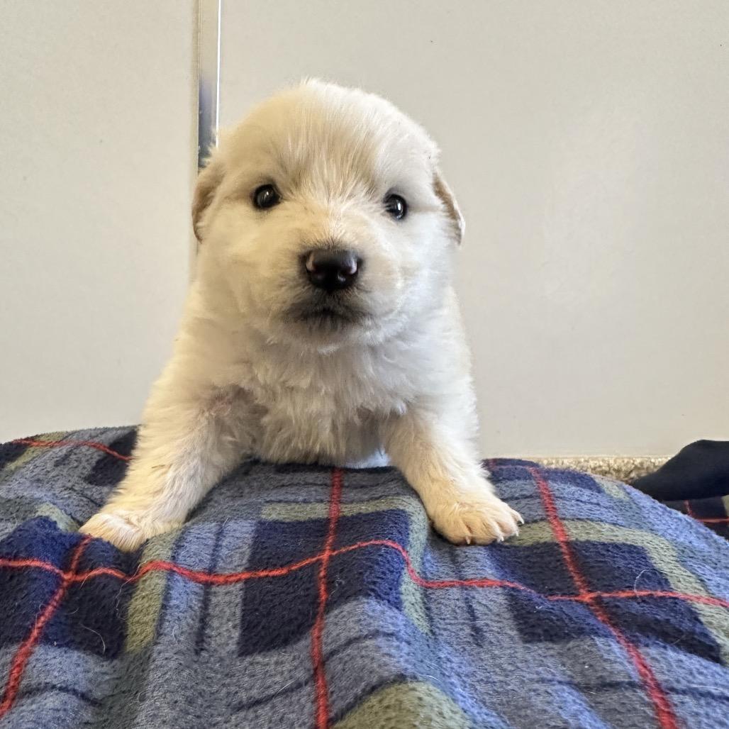 Momo — thumbnail 3