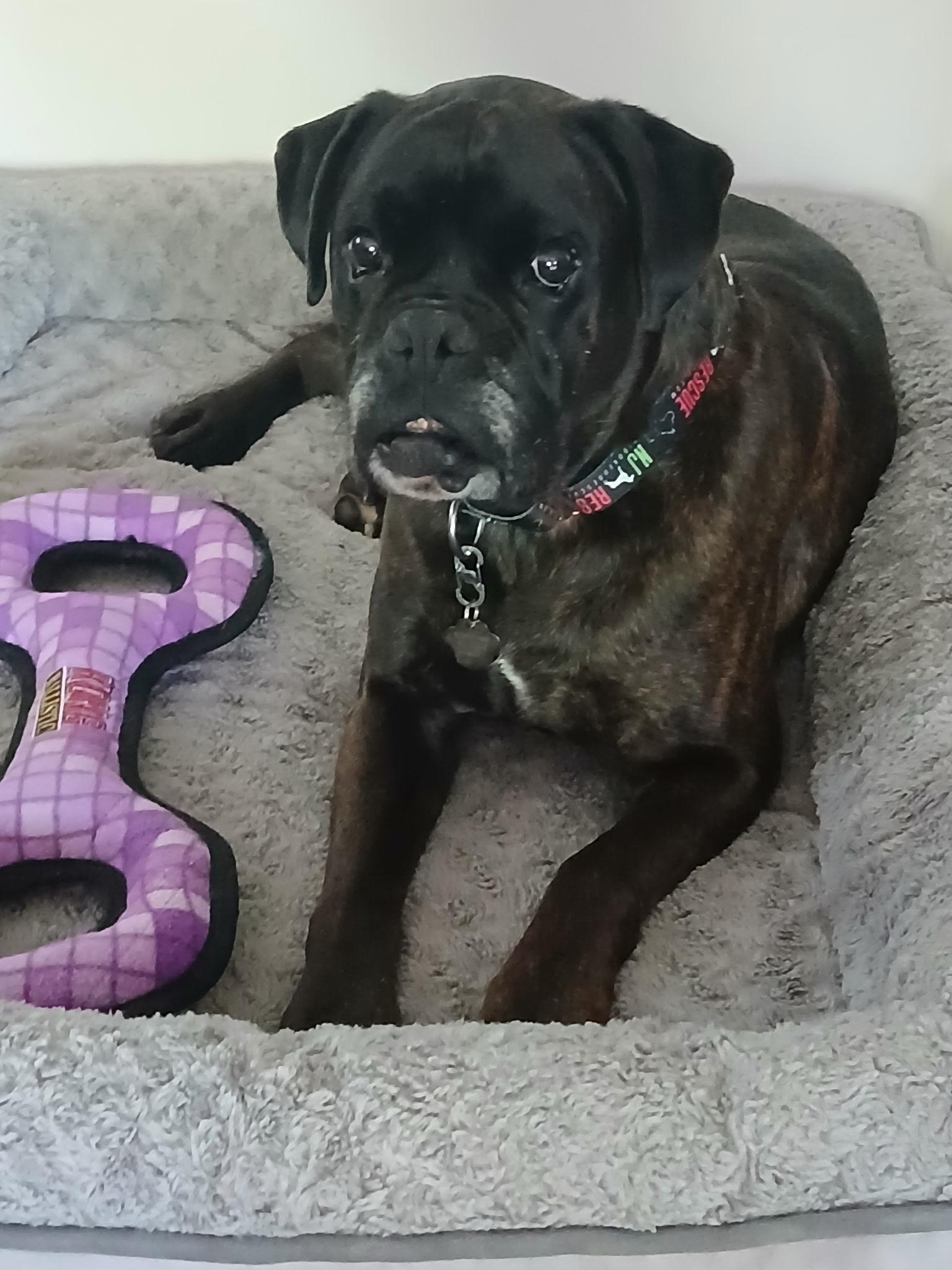 Echalon, a ADOPTABLE Boxer in Middlesex, NJ image 6/6