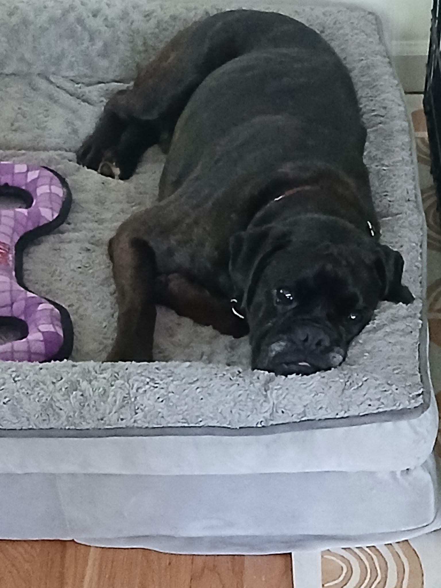 Echalon, a ADOPTABLE Boxer in Middlesex, NJ image 4/6