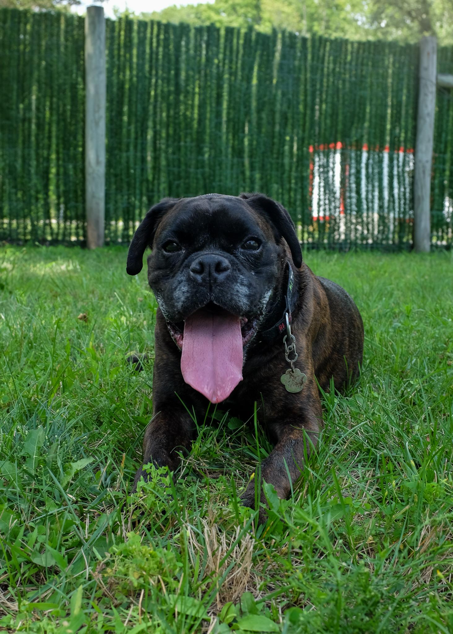 Enlarge Frankie (Echelon) NEED FOSTER, a ADOPTABLE Boxer in Middlesex, NJ image 3/5