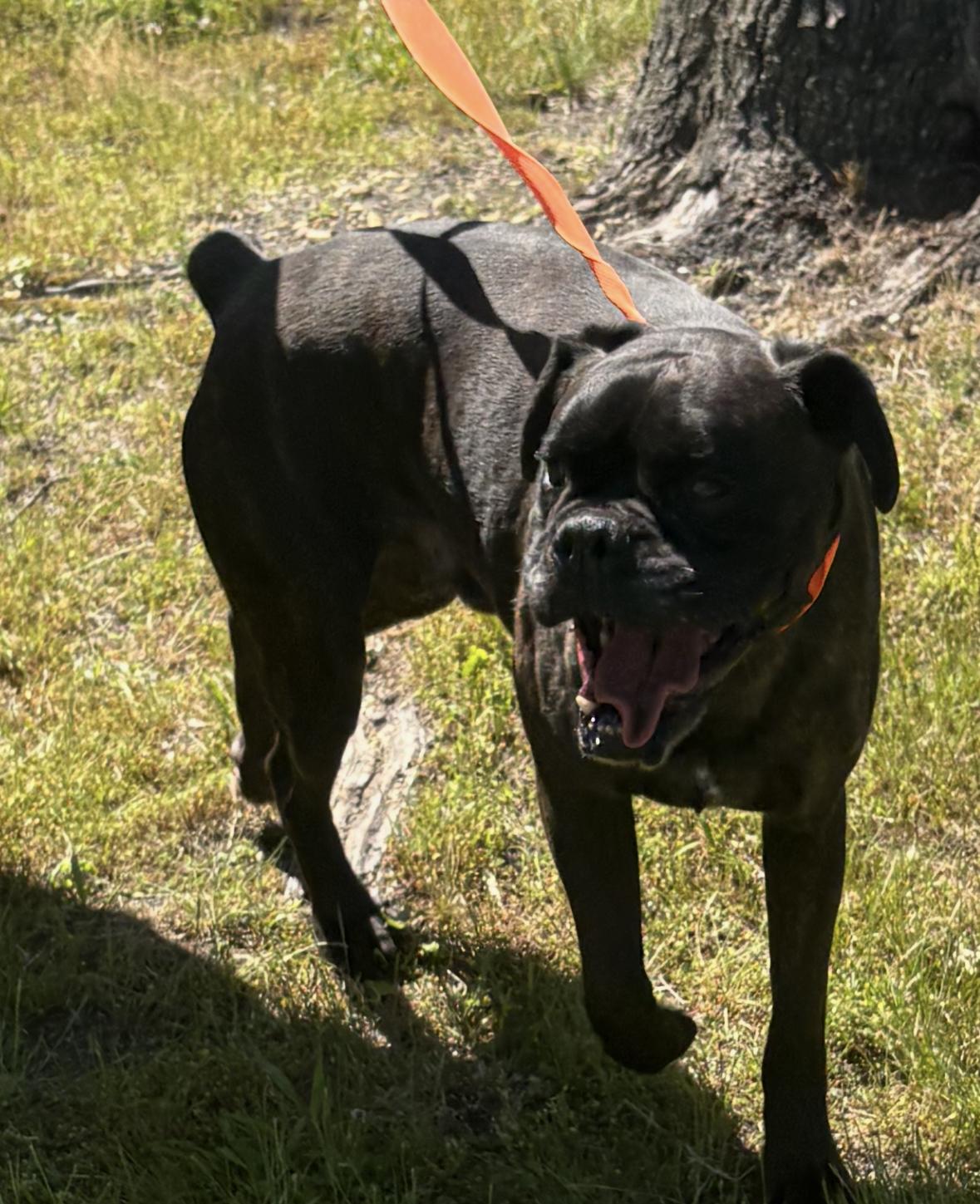 Echalon, a ADOPTABLE Boxer in Middlesex, NJ image 2/4