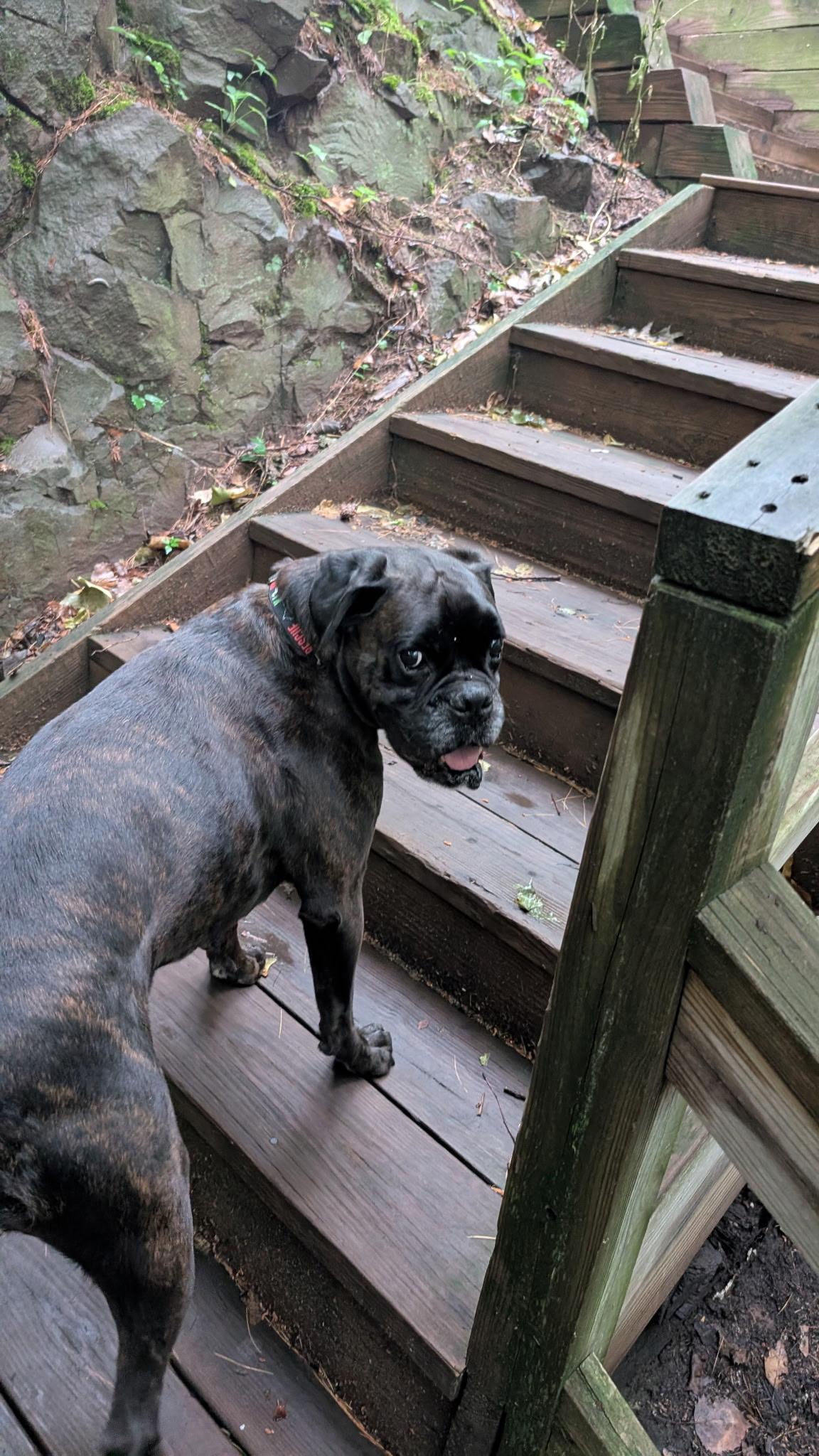 Frankie (Echelon), a ADOPTABLE Boxer in Middlesex, NJ image 2/6