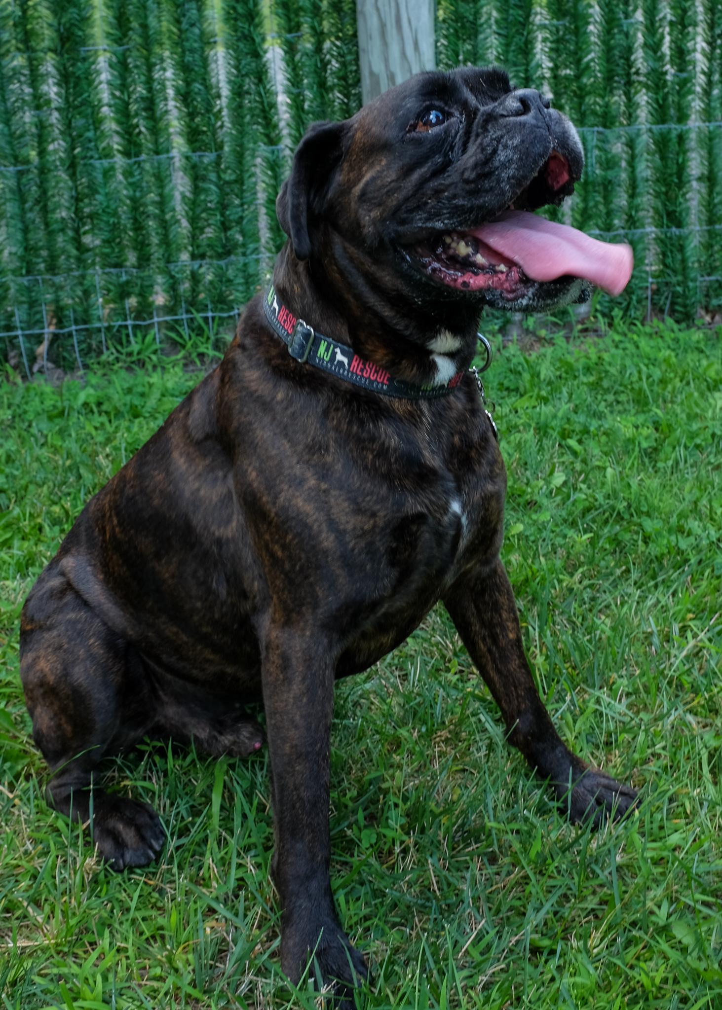 Frankie (Echelon) NEED FOSTER, ADOPTABLE, Adult Male Boxer.