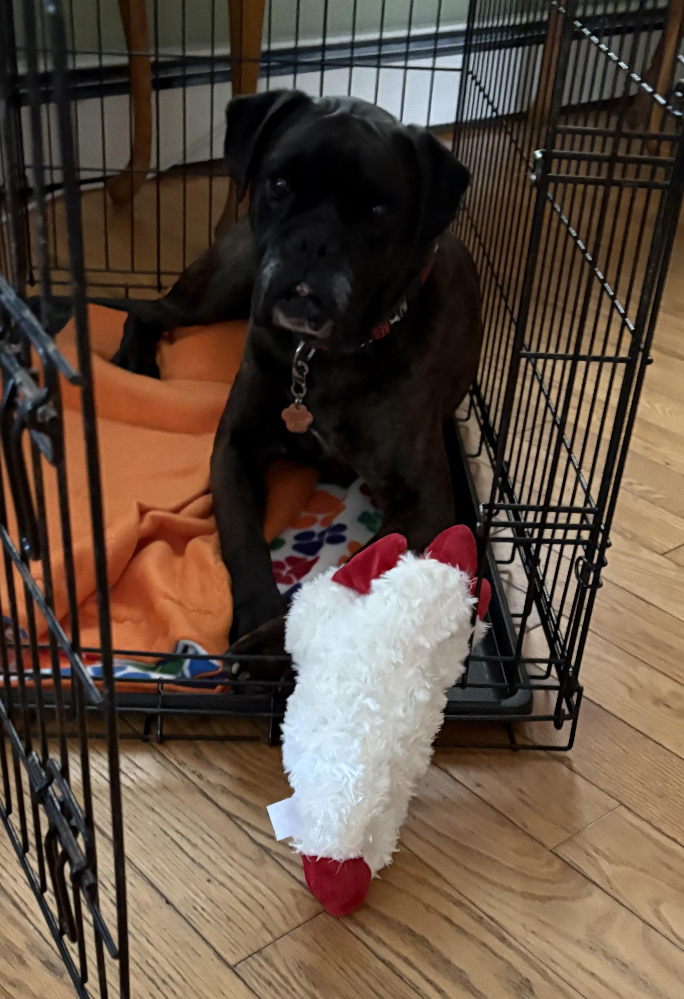 Echalon, a ADOPTABLE Boxer in Middlesex, NJ image 3/6