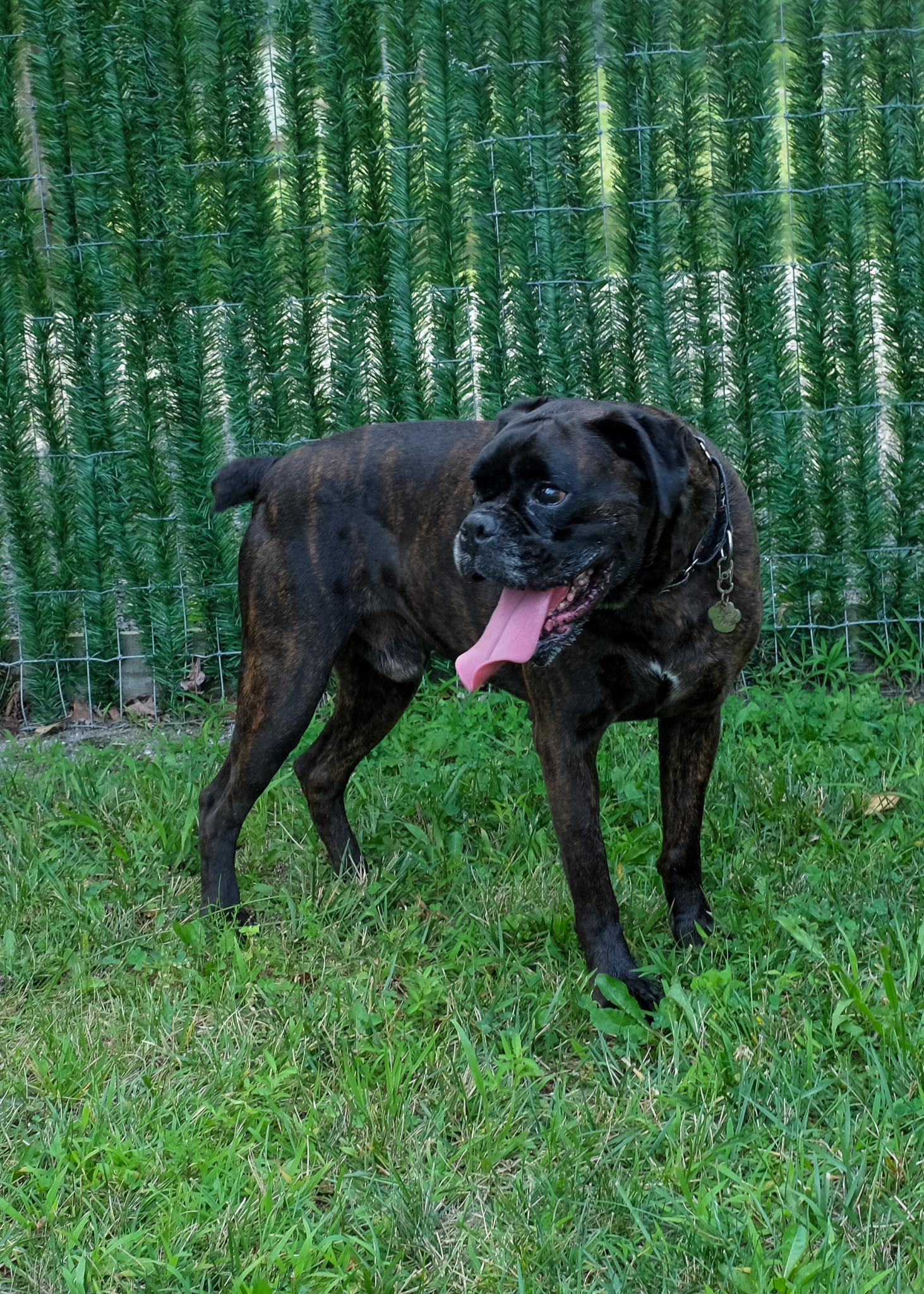 Enlarge Frankie (Echelon) NEED FOSTER, a ADOPTABLE Boxer in Middlesex, NJ image 2/5