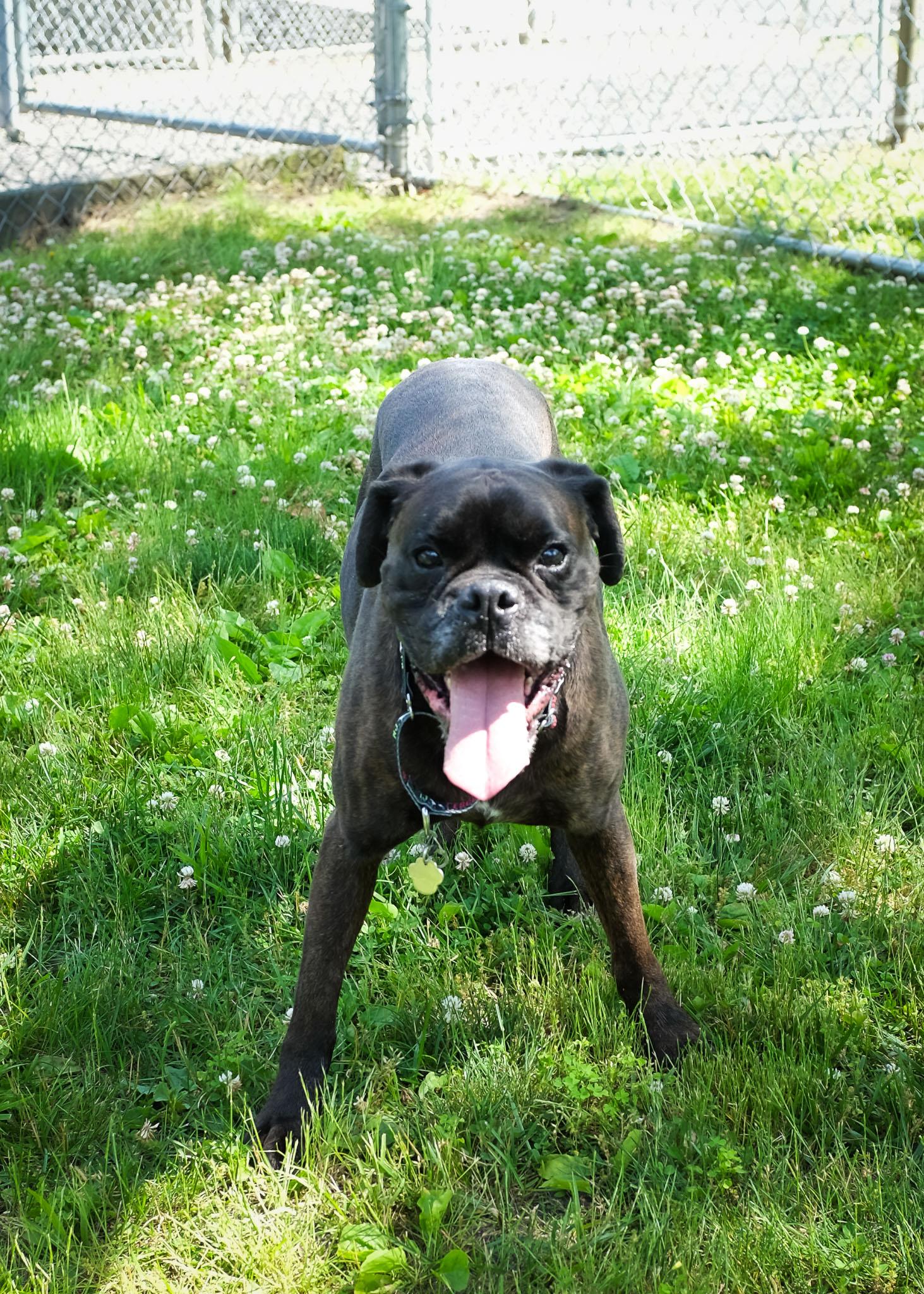 Echalon, a ADOPTABLE Boxer in Middlesex, NJ image 1/4