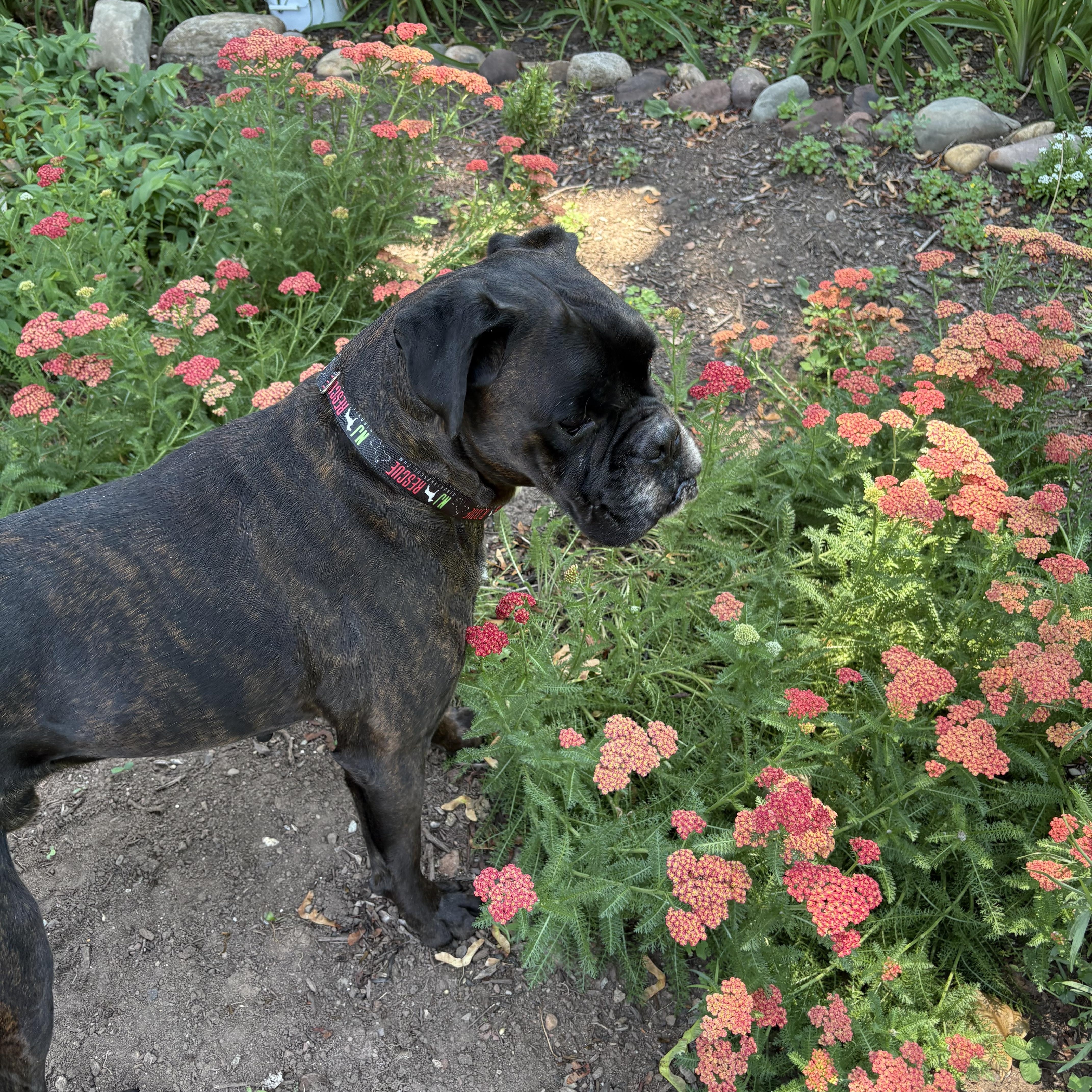 Echalon, ADOPTABLE, Adult Male Boxer.