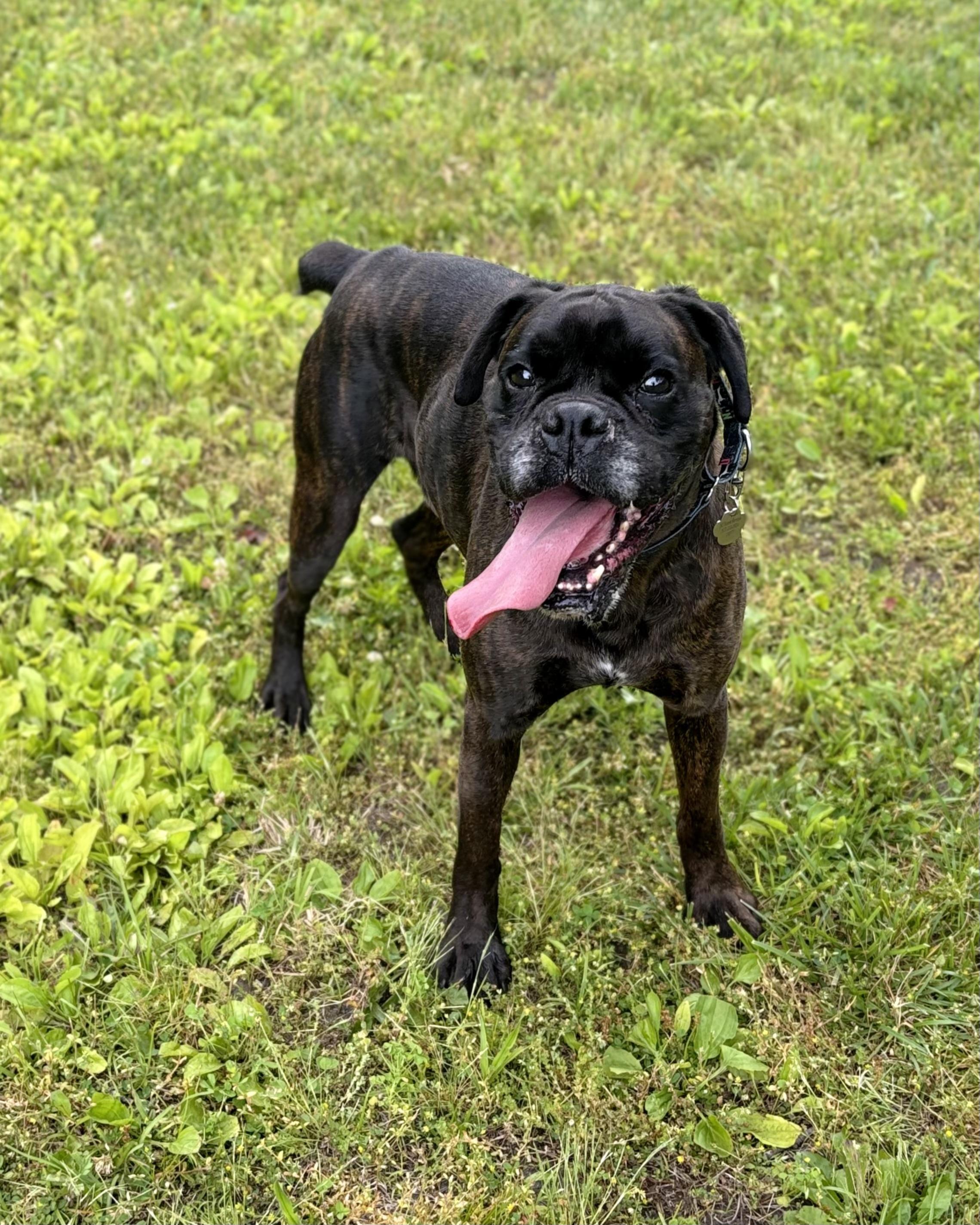 Echalon, a ADOPTABLE Boxer in Middlesex, NJ image 5/6