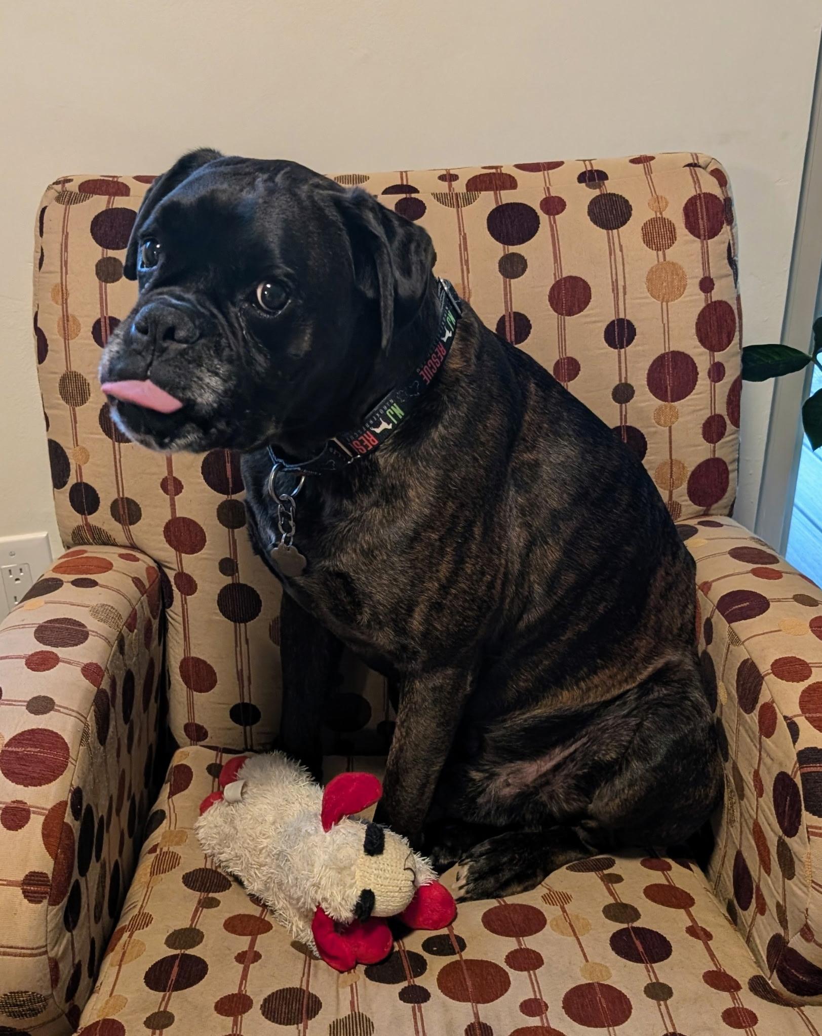 Frankie (Echelon), a ADOPTABLE Boxer in Middlesex, NJ image 3/6