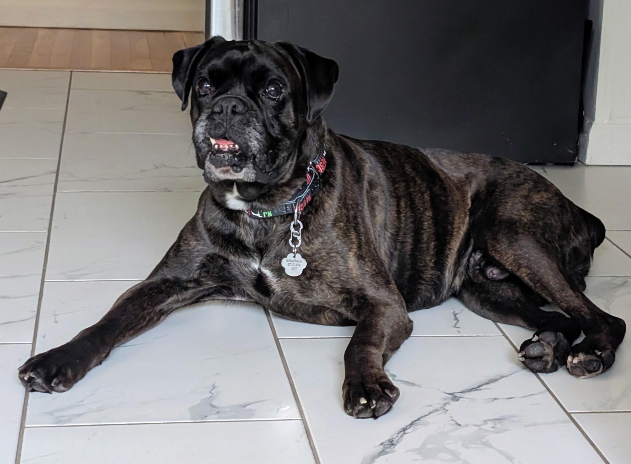 Frankie (Echelon), ADOPTABLE, Adult Male Boxer.