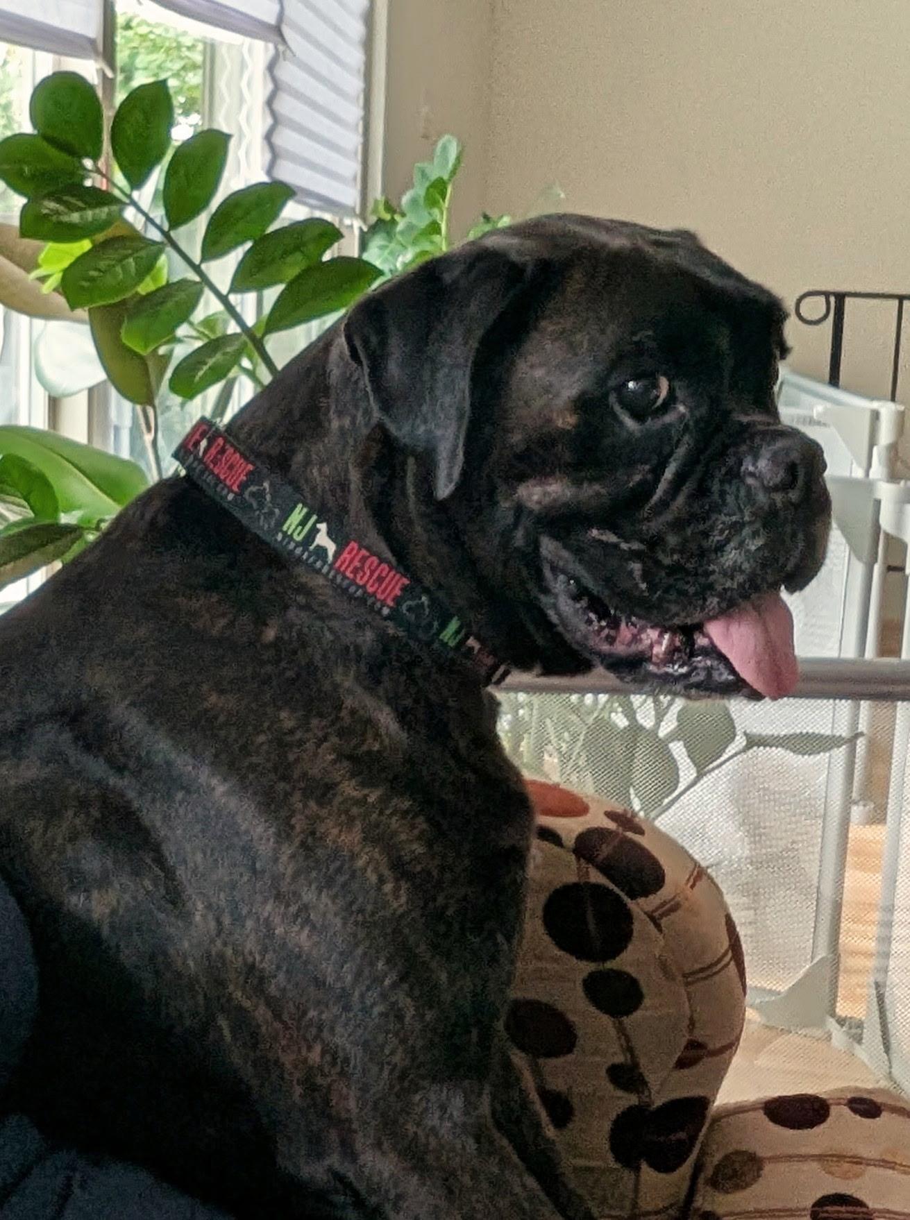 Frankie (Echelon), a ADOPTABLE Boxer in Middlesex, NJ image 4/6