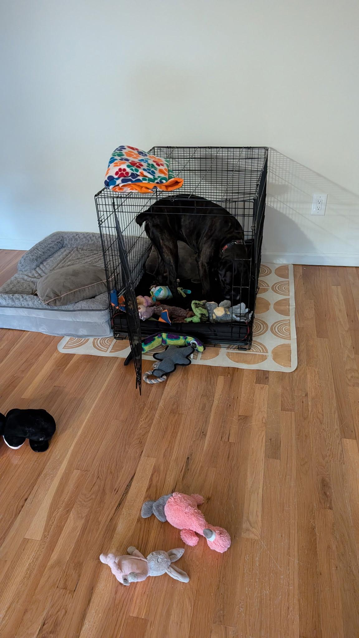 Frankie (Echelon), a ADOPTABLE Boxer in Middlesex, NJ image 6/6