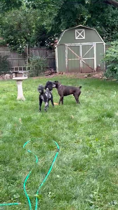 Enlarge Echalon, a ADOPTABLE Boxer in Middlesex, NJ video 4/4