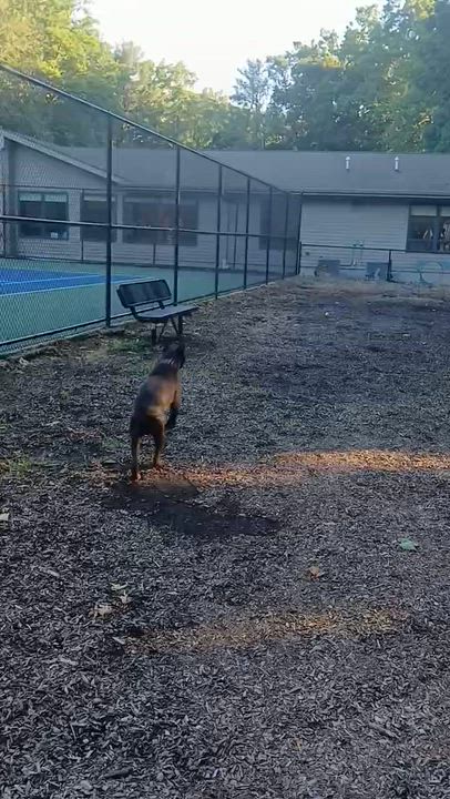 Enlarge Frankie (Echelon), a ADOPTABLE Boxer in Middlesex, NJ video 5/6