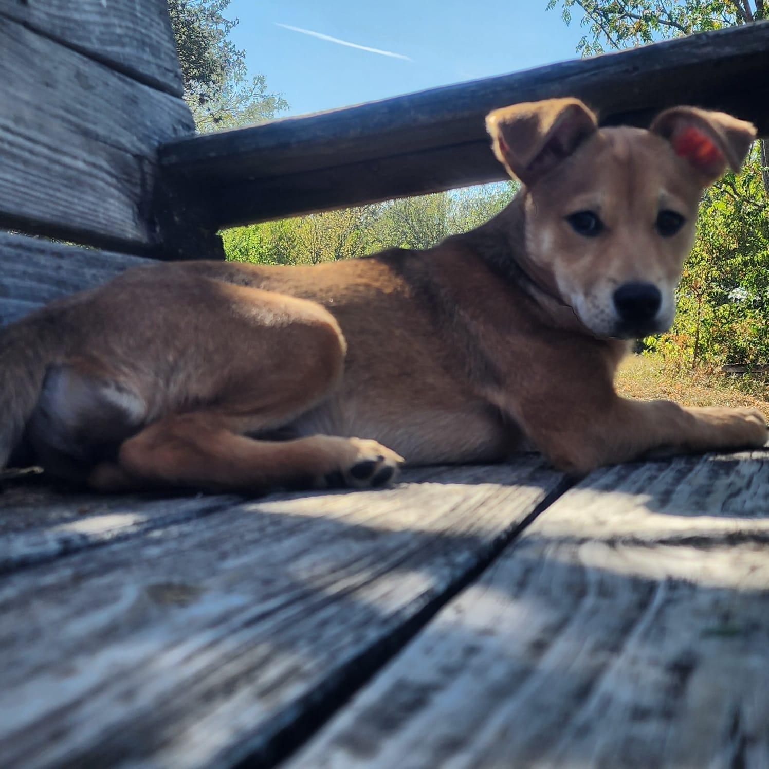 Enlarge Willow, a Adoptable mixed breed in San Antonio, TX image 4/6