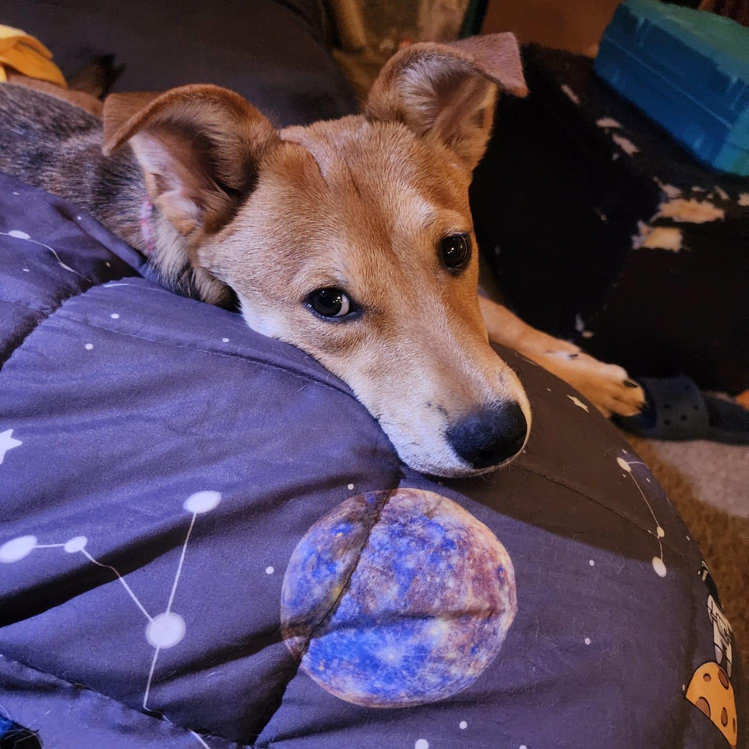 Enlarge Willow, a Adoptable mixed breed in San Antonio, TX image 6/6