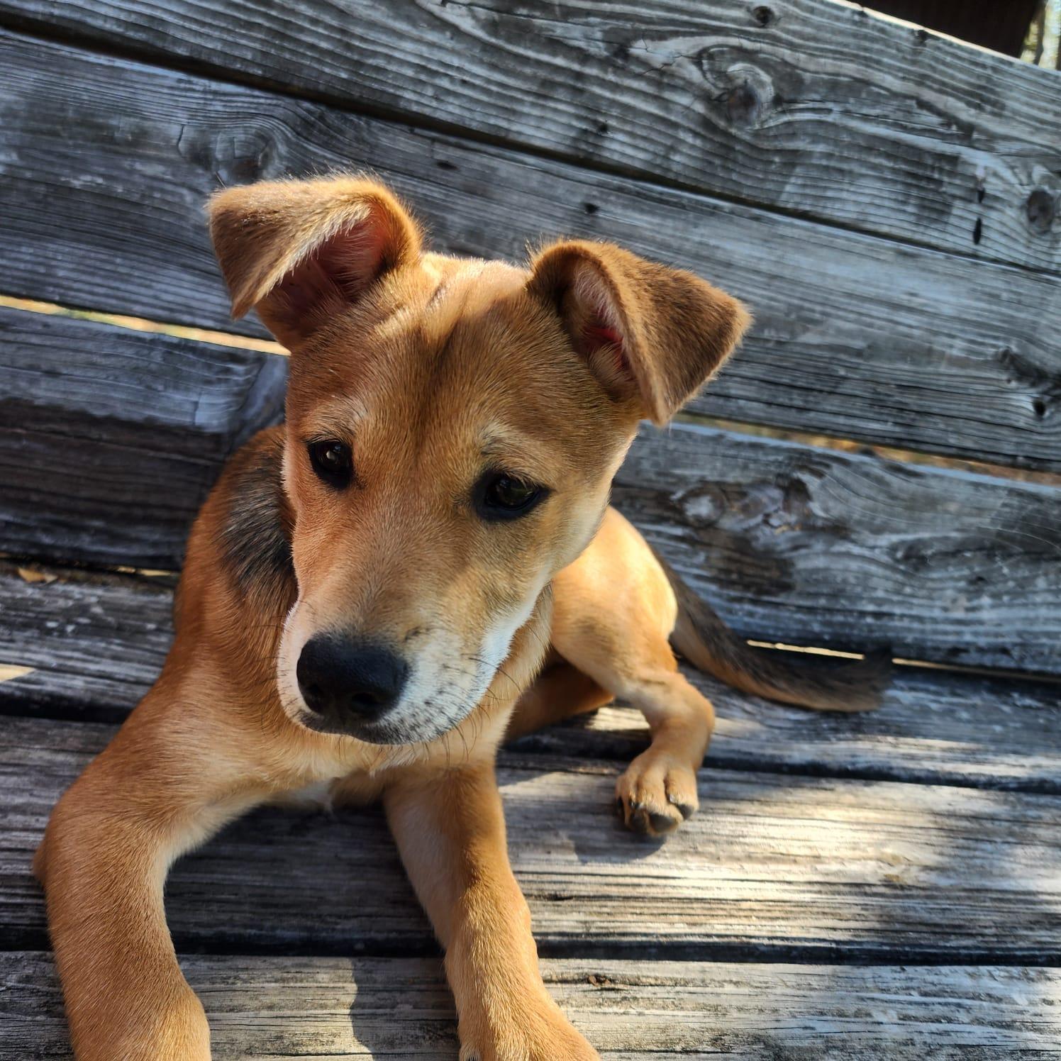 Willow, Adoptable, Puppy Female Shiba Inu.
