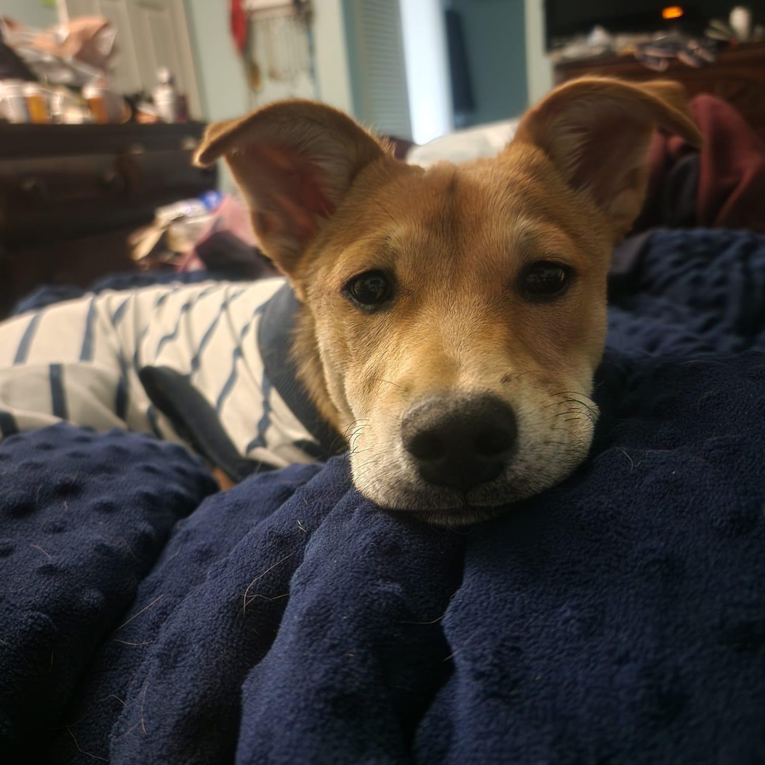 Enlarge Willow, a Adoptable mixed breed in San Antonio, TX image 2/6