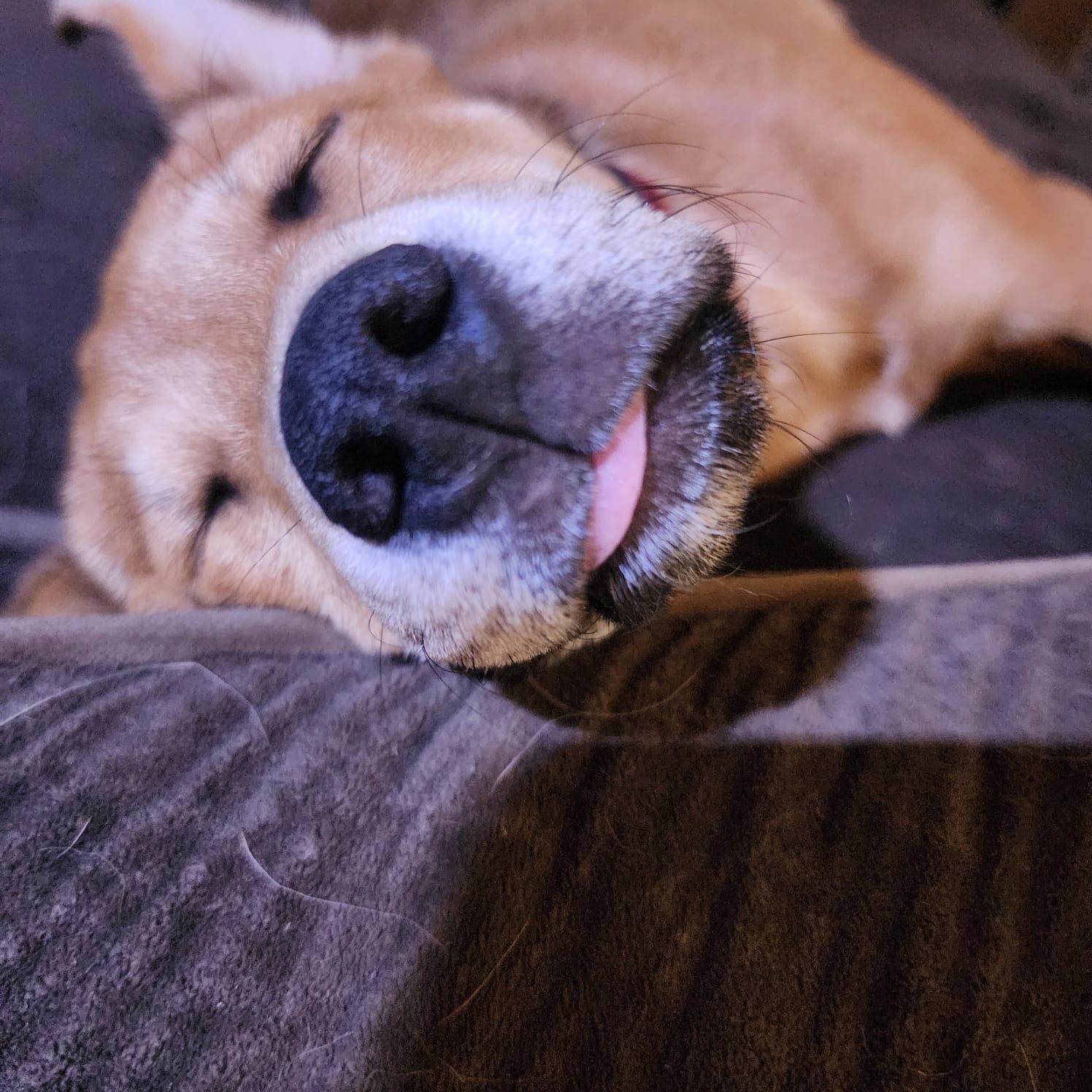 Enlarge Willow, a Adoptable mixed breed in San Antonio, TX image 3/6