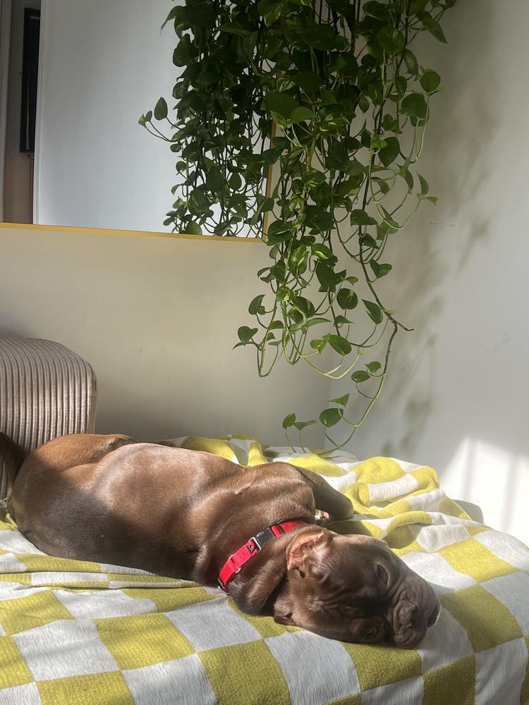 Smooches, Adoptable, Adult Male Mixed Breed.