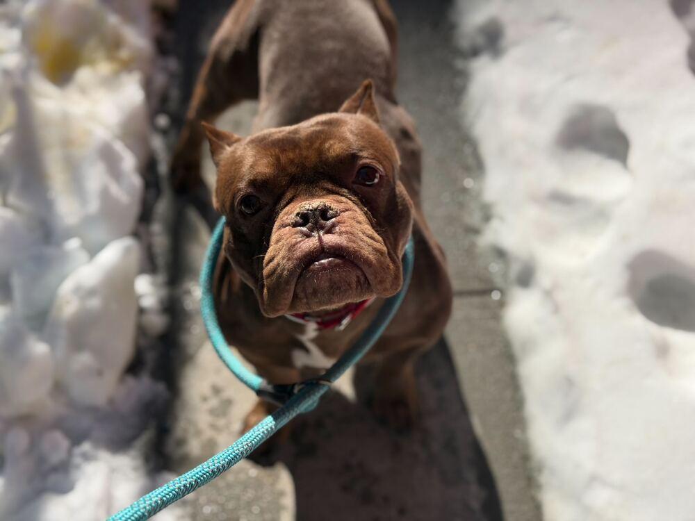 Smooches, a Adoptable mixed breed in New York, NY image 2/6