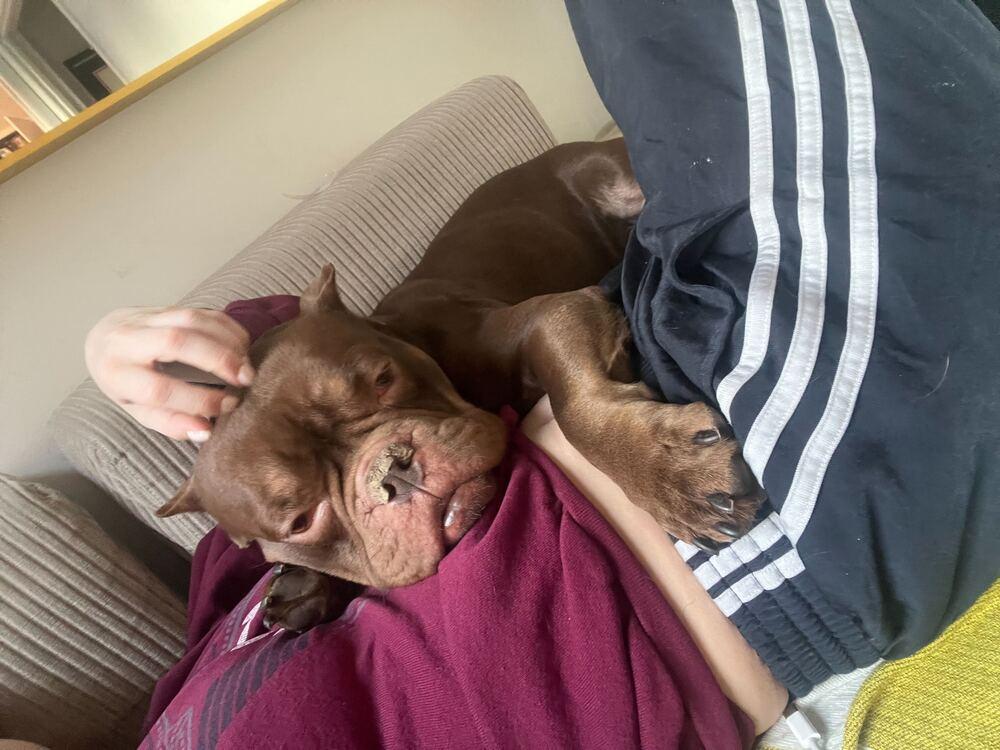 Smooches, a Adoptable mixed breed in New York, NY image 3/6