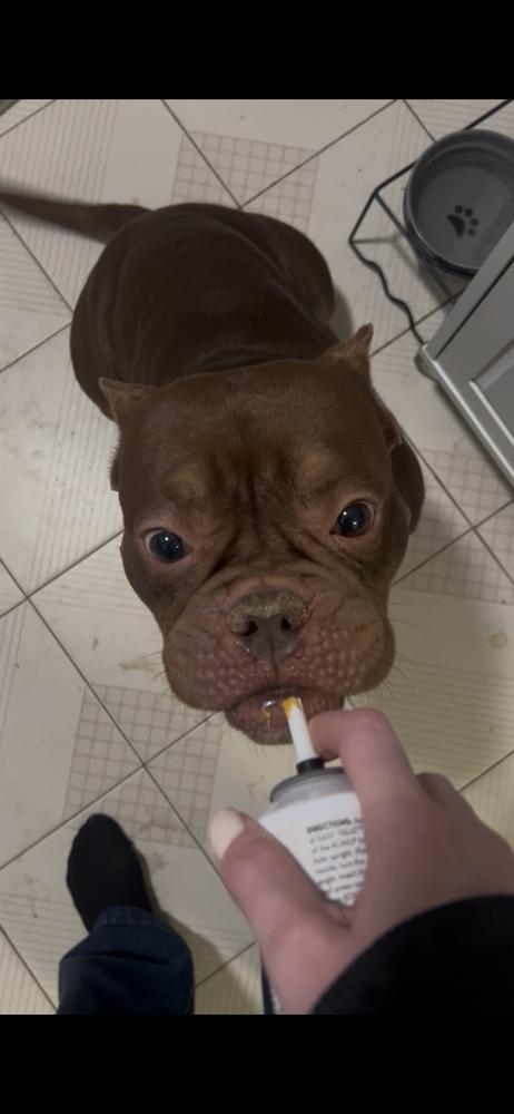 Smooches, a Adoptable mixed breed in New York, NY image 4/6