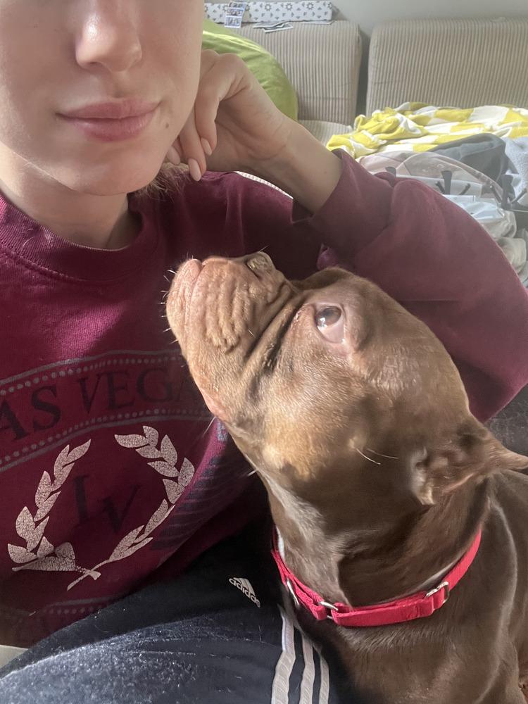 Smooches, a Adoptable mixed breed in New York, NY image 5/6