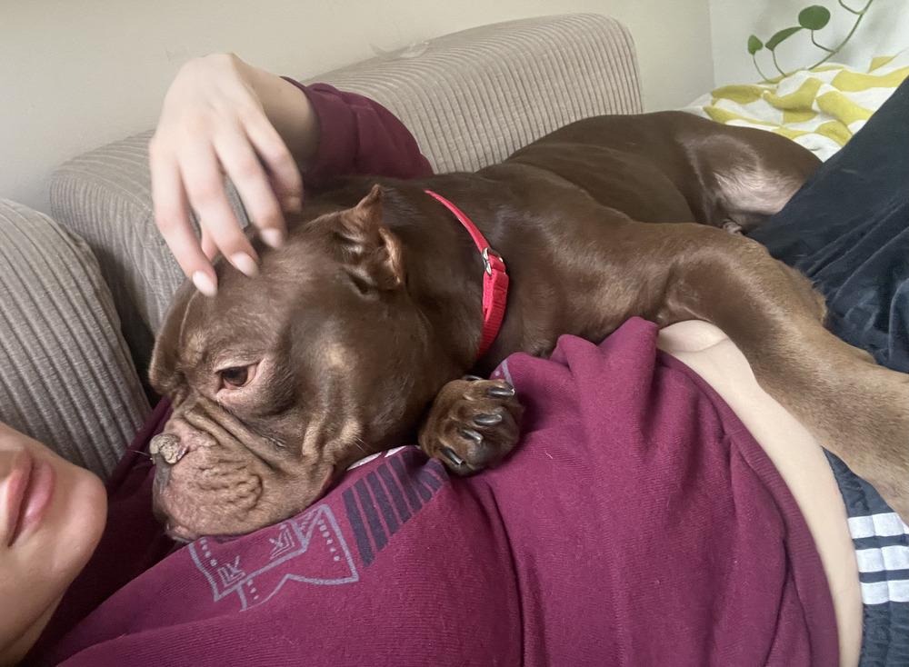 Smooches, a Adoptable mixed breed in New York, NY image 6/6