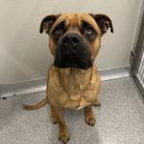 Enlarge Brutus, a Adoptable Mixed Breed in Hinsdale, IL image 1/4