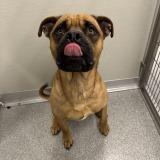 Enlarge Brutus, a Adoptable Mixed Breed in Hinsdale, IL image 2/4