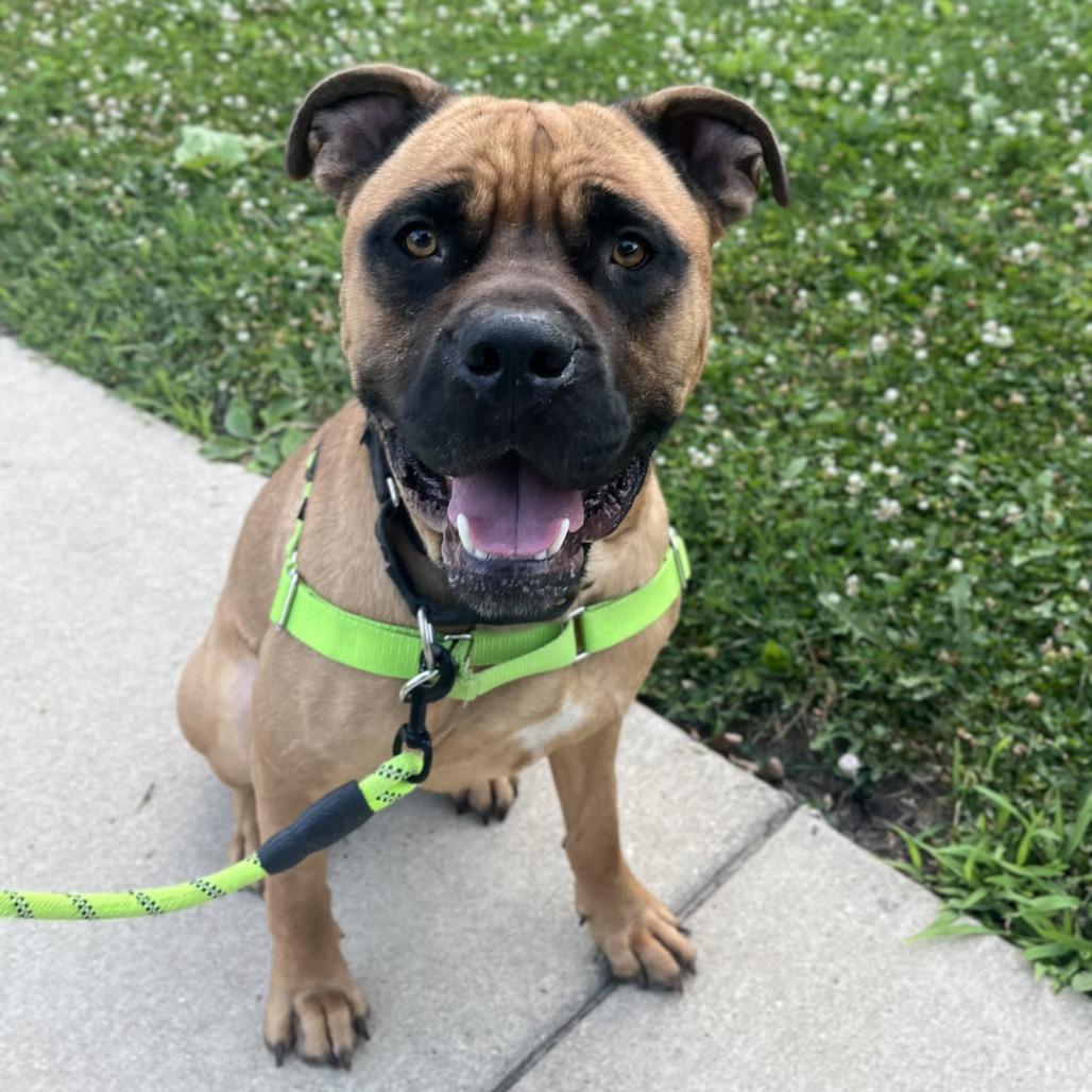 Enlarge Brutus, a Adoptable Mixed Breed in Hinsdale, IL image 3/4