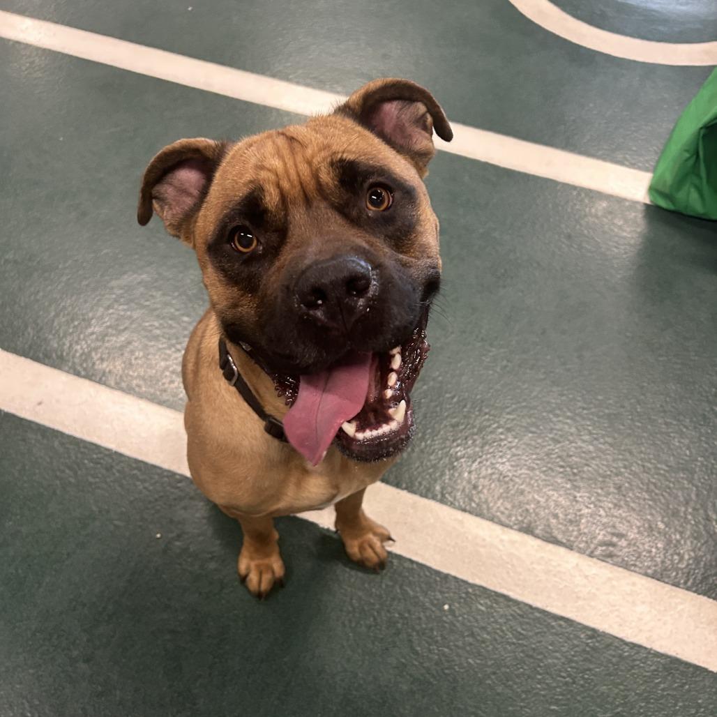 Enlarge Brutus, a Adoptable Mixed Breed in Hinsdale, IL image 4/4