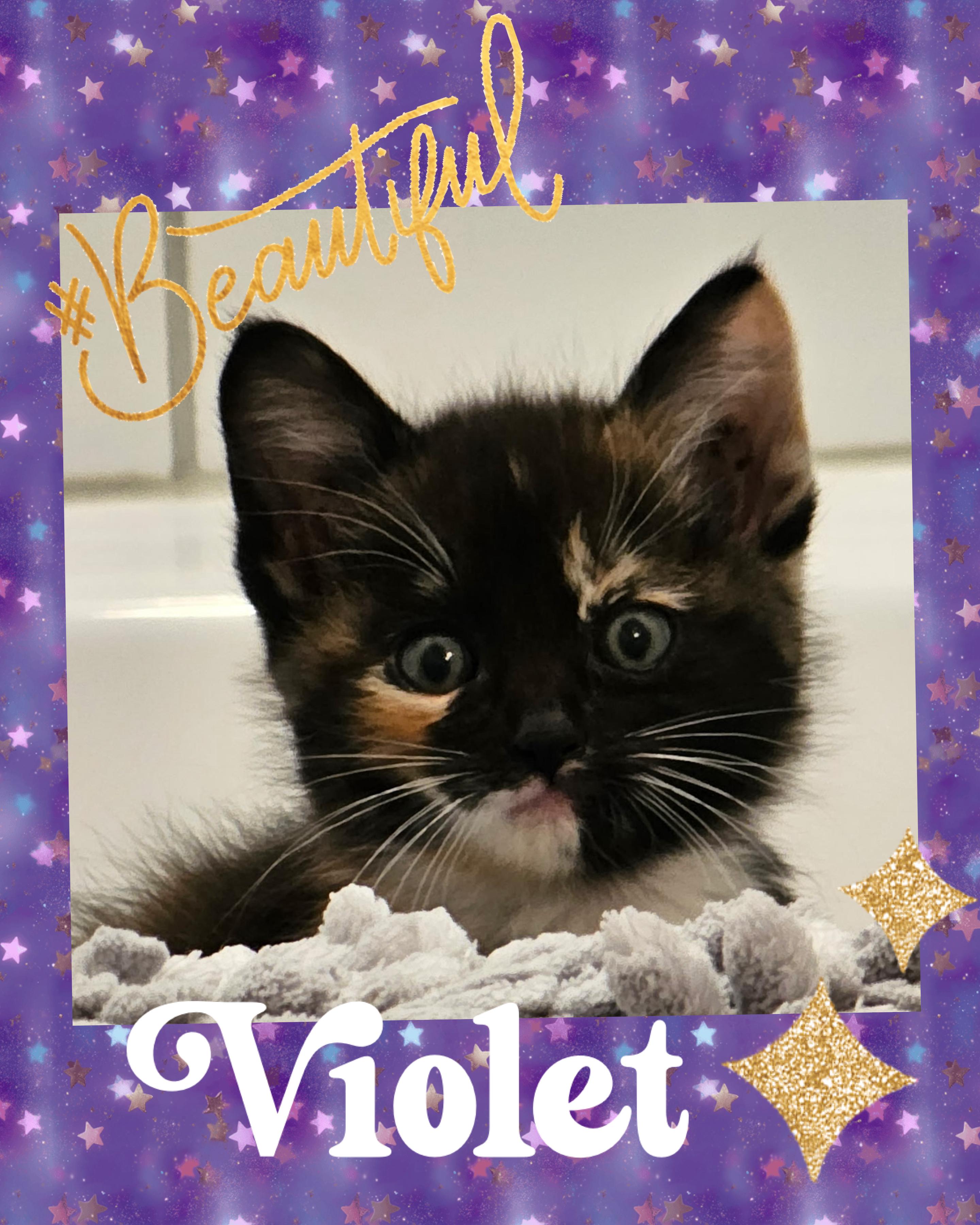 Enlarge Violet, a ADOPTABLE Calico in Pasco, WA image 2/2