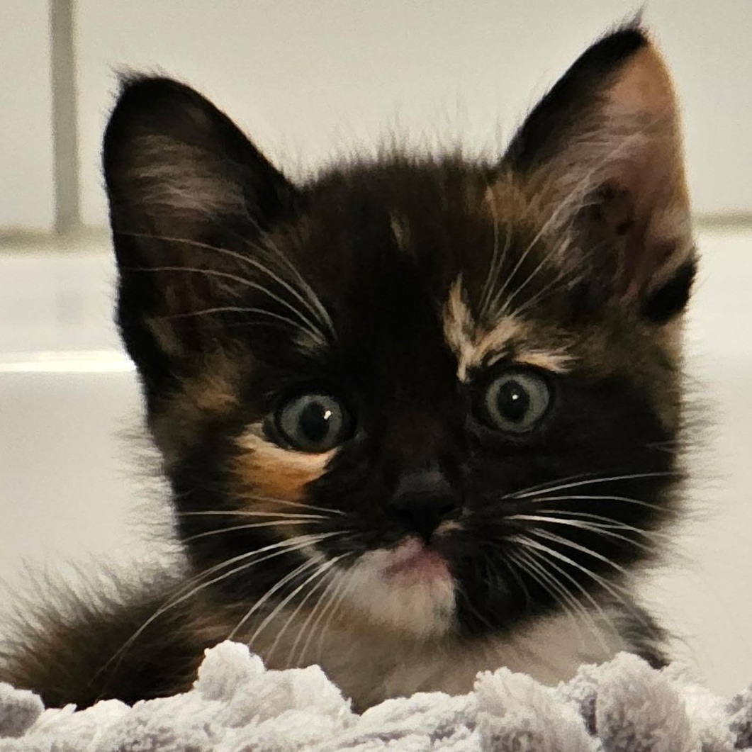 Violet, ADOPTABLE, Kitten Female Calico.