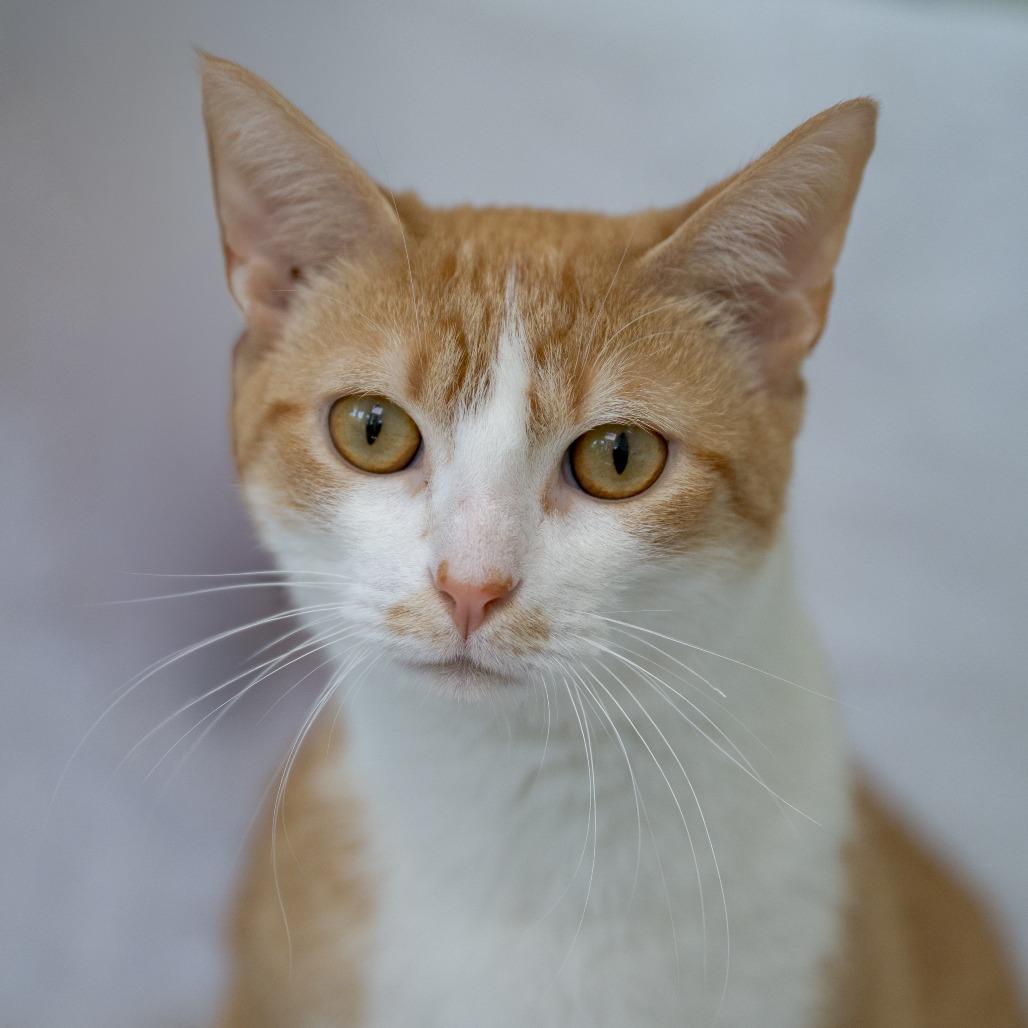Love, Adoptable, Adult Male Domestic Short Hair.