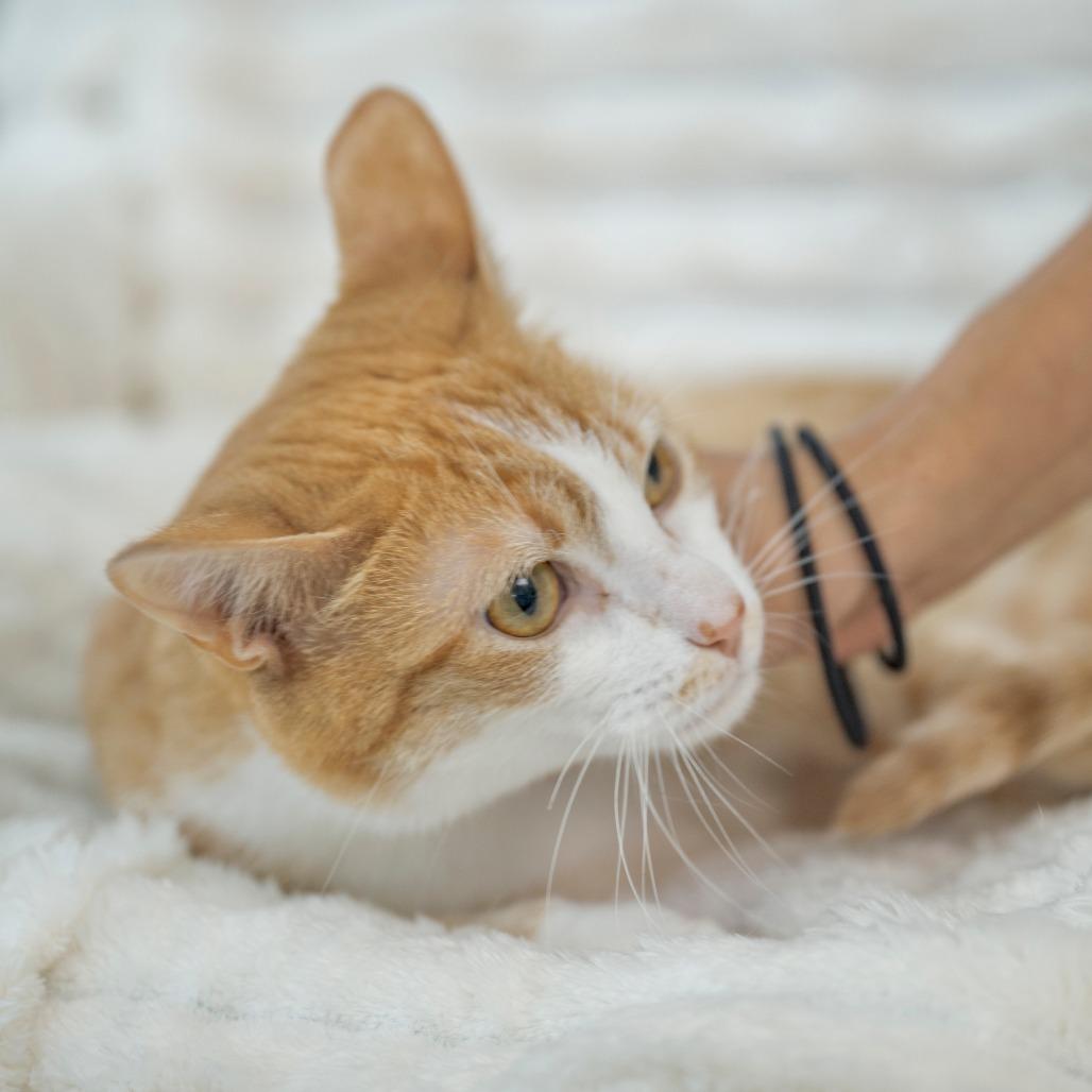 Enlarge Love, a Adoptable Domestic Short Hair in Chapel Hill, NC image 2/5